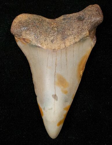 Fossil Mako Shark Tooth - North Carolina #16611